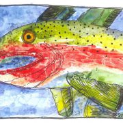 cs.11 trout profile