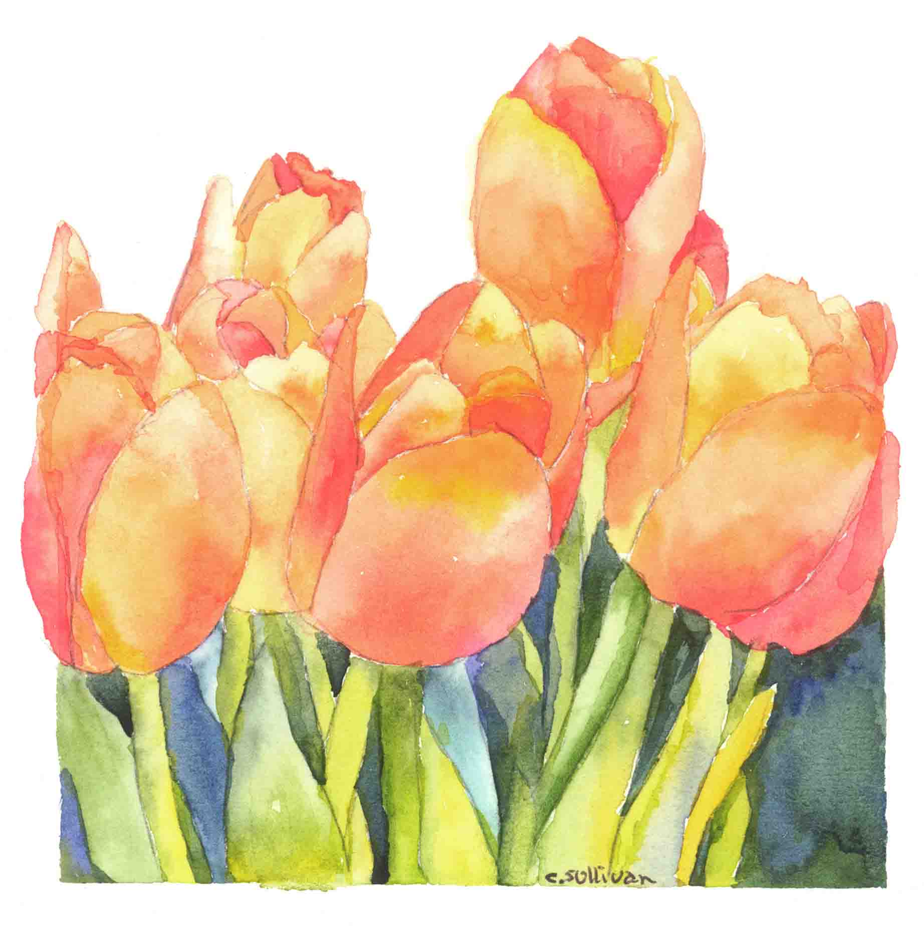 cs.2 orange tulips