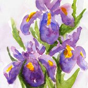 cs.22 purple iris